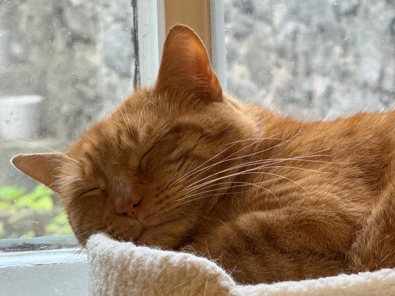Cat dental recovery