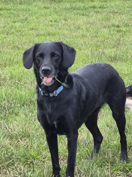 Suggest me a (probably) gundog breed!