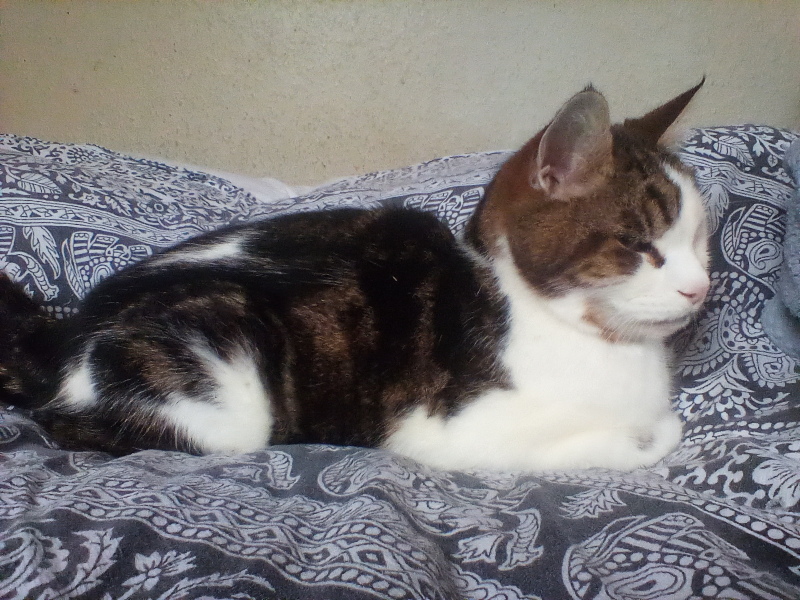 Cats are the best thing in the world