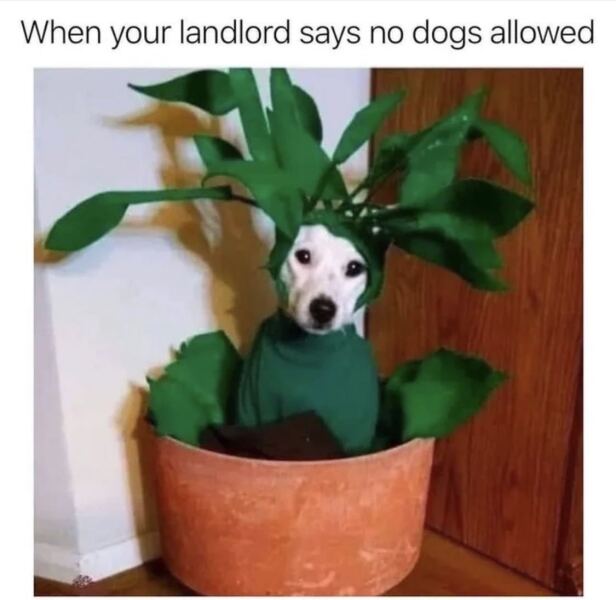 Is the dog invited?