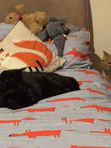 New cat stress