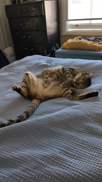 Kitten won't leave cat alone
