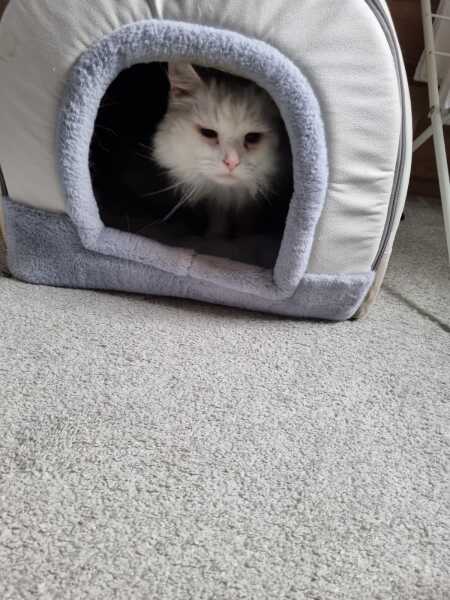 Rodents and Risk Assessments - the Excellent Cats applaud Gizmo's recent achievements
