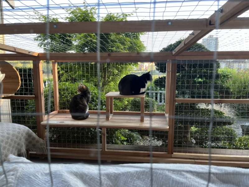 AIBU to think cats should not roam unsupervised like dogs?