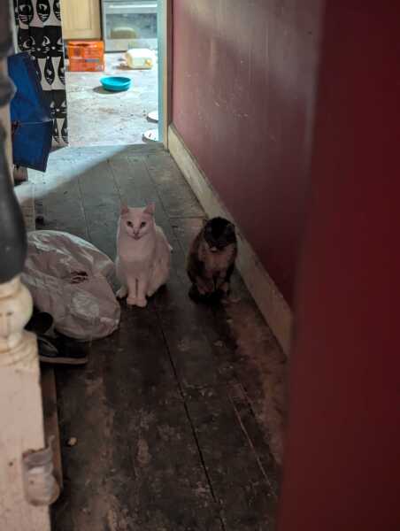 Rodents and Risk Assessments - the Excellent Cats applaud Gizmo's recent achievements