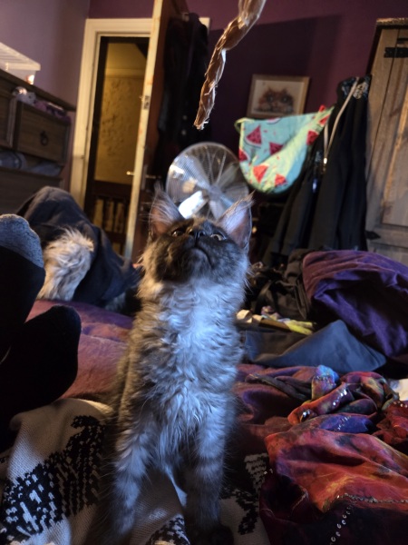 We need name ideas for our black smoke Maine Coon boy!