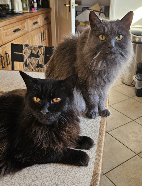 Get A Compass! The Excellent Cats embrace a new rallying cry