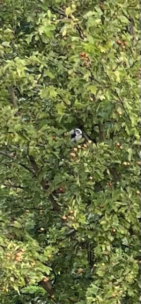 What have you done in the garden today? Part 9