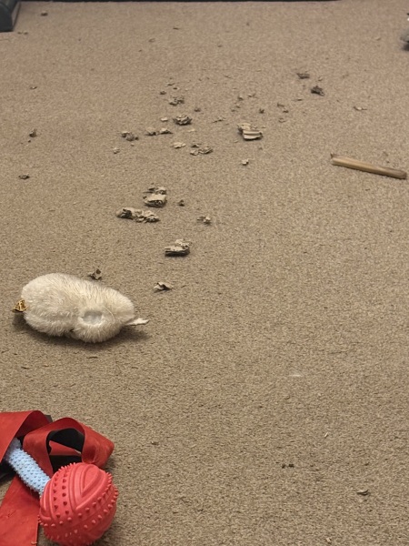 Ten month old puppy has turned into a twat overnight