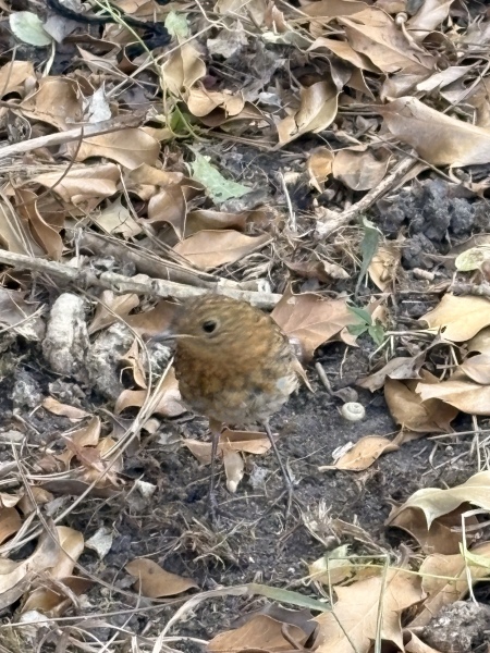 Robin or sparrow? Or neither?
