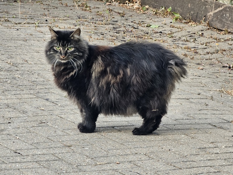 Rodents and Risk Assessments - the Excellent Cats applaud Gizmo's recent achievements