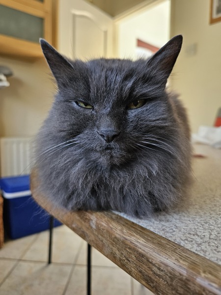 Rodents and Risk Assessments - the Excellent Cats applaud Gizmo's recent achievements