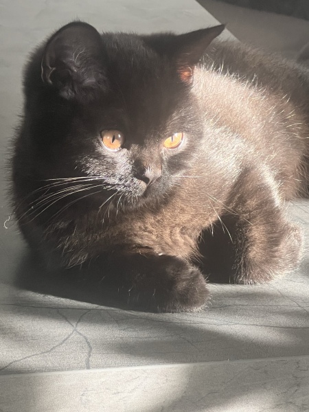 British Shorthair kittens - one or two?