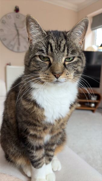 How do I insure a cat that isn’t mine?