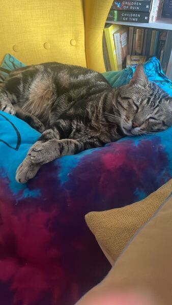 How do I insure a cat that isn’t mine?