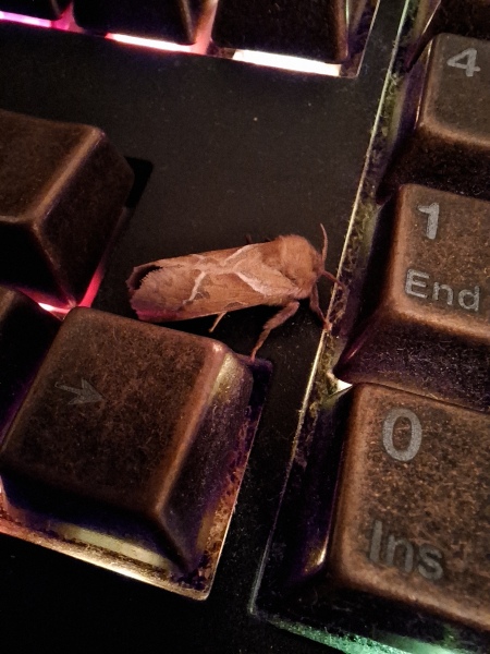 Does anyone else like moths?