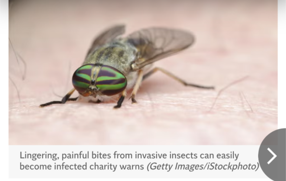 Wish all the bastard flies would F off 😩
