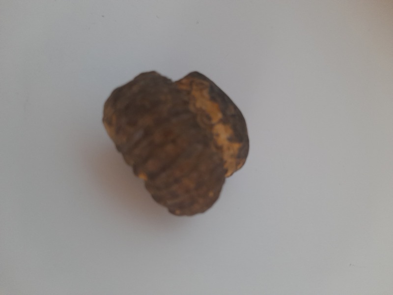 Is this a fossil?