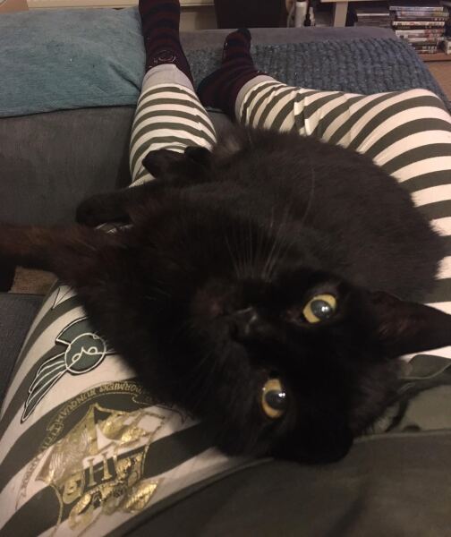 Rodents and Risk Assessments - the Excellent Cats applaud Gizmo's recent achievements