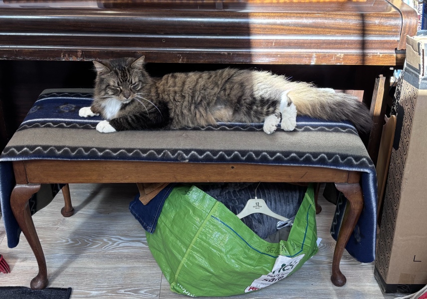 New cat constantly looking for food