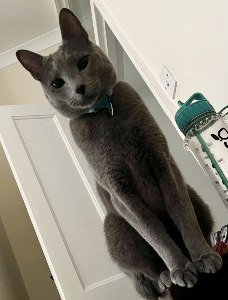 Lost grey cat in Petts Wood area, any local sightings?