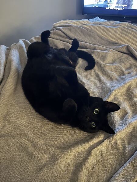 Cat sitter has overfed cat!!