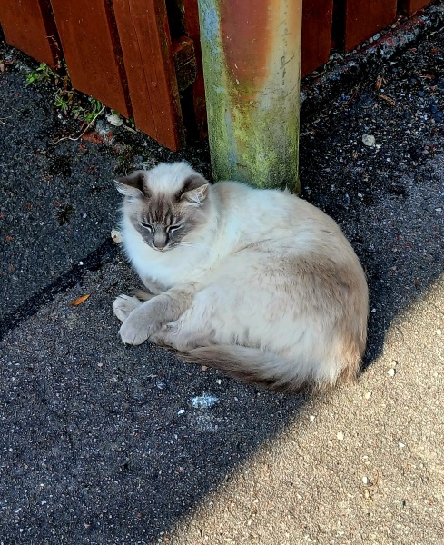Rodents and Risk Assessments - the Excellent Cats applaud Gizmo's recent achievements