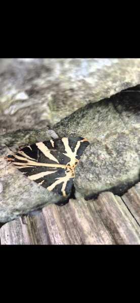 Does anyone else like moths?