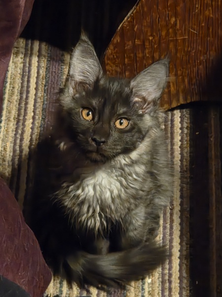 We need name ideas for our black smoke Maine Coon boy!