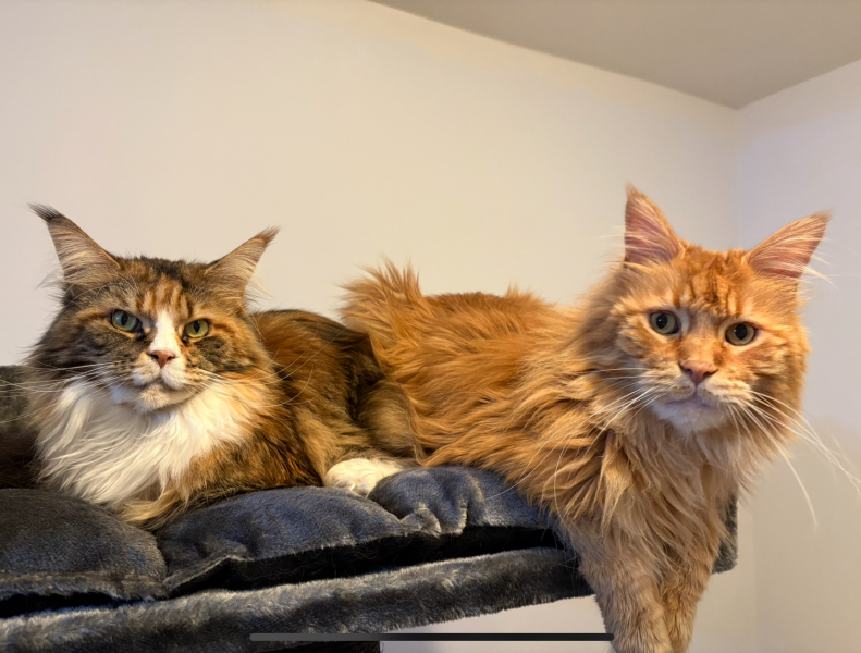 Kitten Solidarity