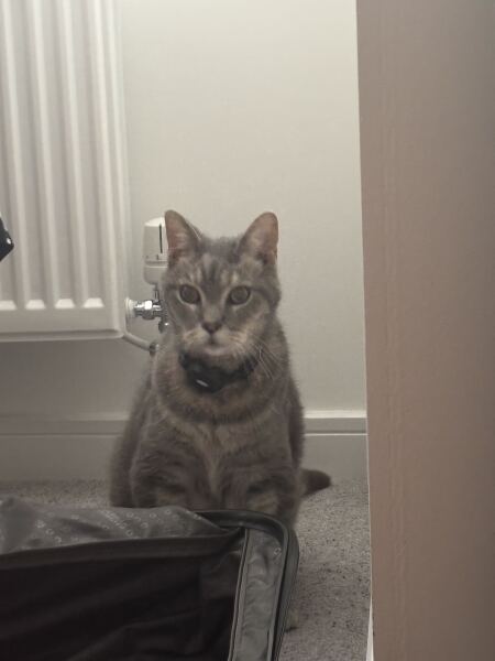 Hard lump on Mithril’s head.