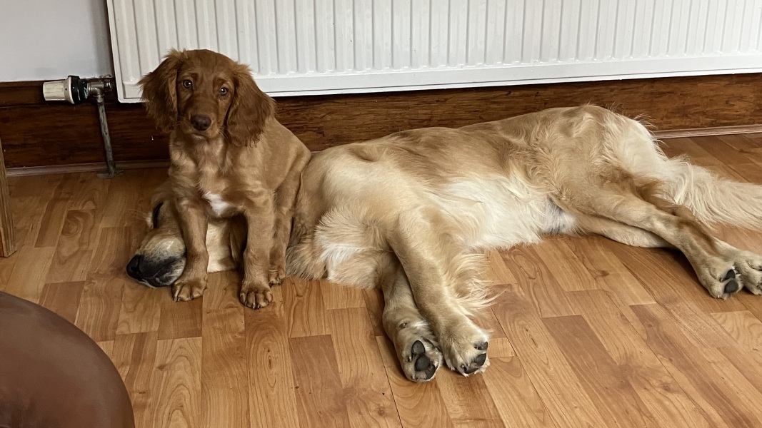 Looking for any advice regarding introducing old dog to new puppy