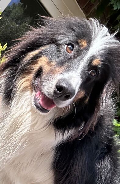 International Dog Day thread for sharing pictures of our dogs