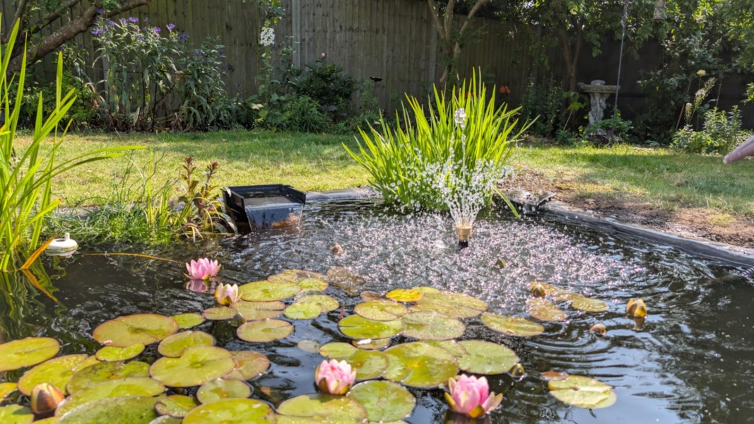 do you have a pond in your garden
