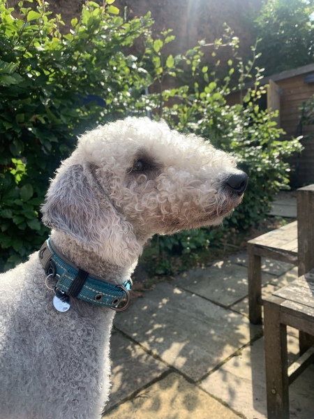 Vulnerable Dog Breeds UK - do you have one?