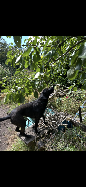 International Dog Day thread for sharing pictures of our dogs
