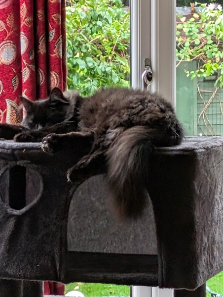 Rodents and Risk Assessments - the Excellent Cats applaud Gizmo's recent achievements