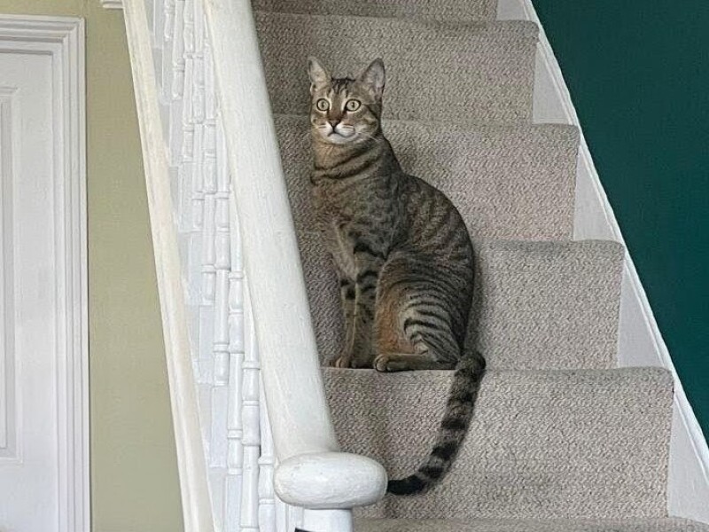 Kitten won't leave cat alone