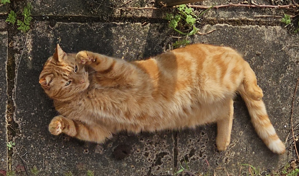 “Orange cats are crazy”