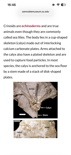 Is this a fossil?
