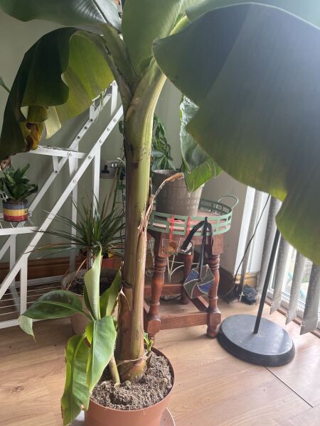 Indoor tree