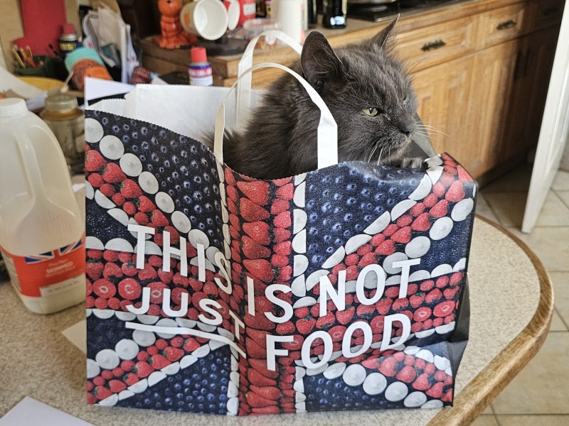 Rodents and Risk Assessments - the Excellent Cats applaud Gizmo's recent achievements