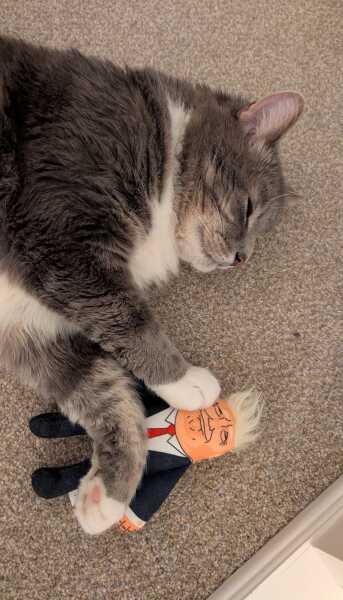 Cats are the best thing in the world