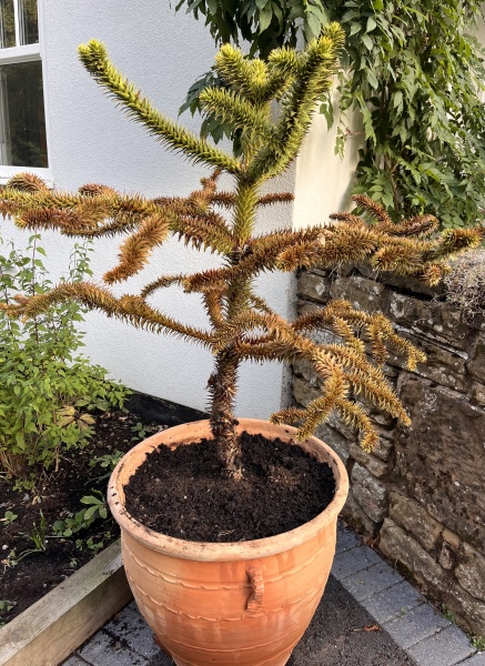 Have I killed my money puzzle tree?