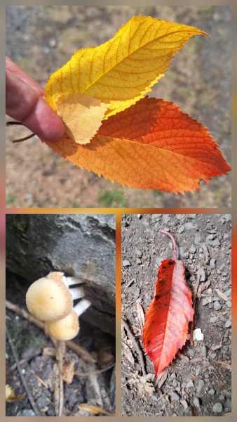 Where are all the Autumn lovers?