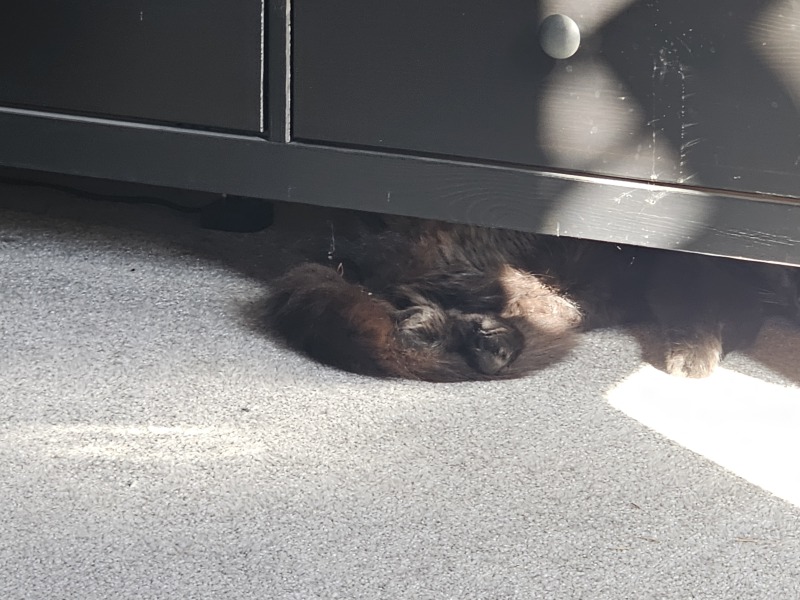 Rodents and Risk Assessments - the Excellent Cats applaud Gizmo's recent achievements