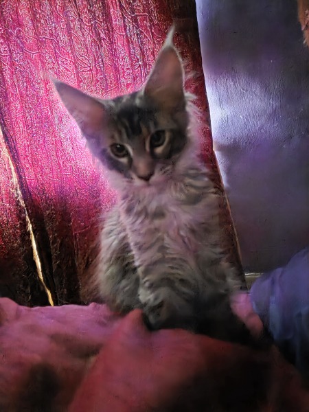 We need name ideas for our black smoke Maine Coon boy!