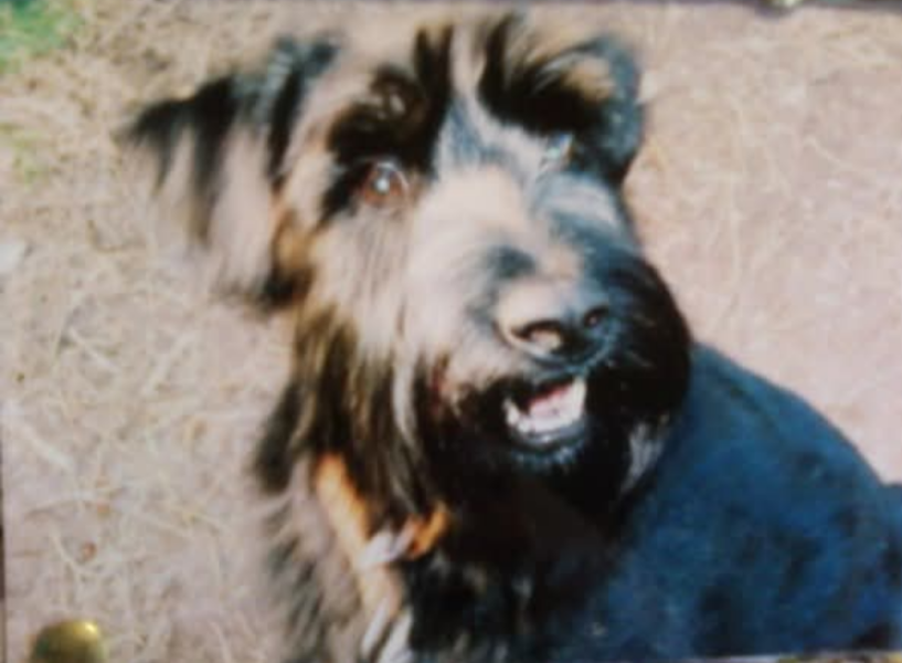 Help - want my dog to grow up!