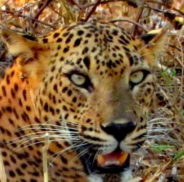 Safari camera advice for me and my DS