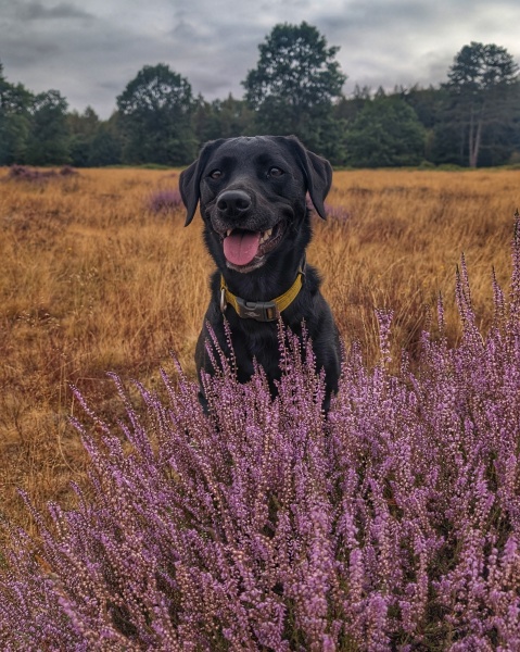 Suggest me a (probably) gundog breed!